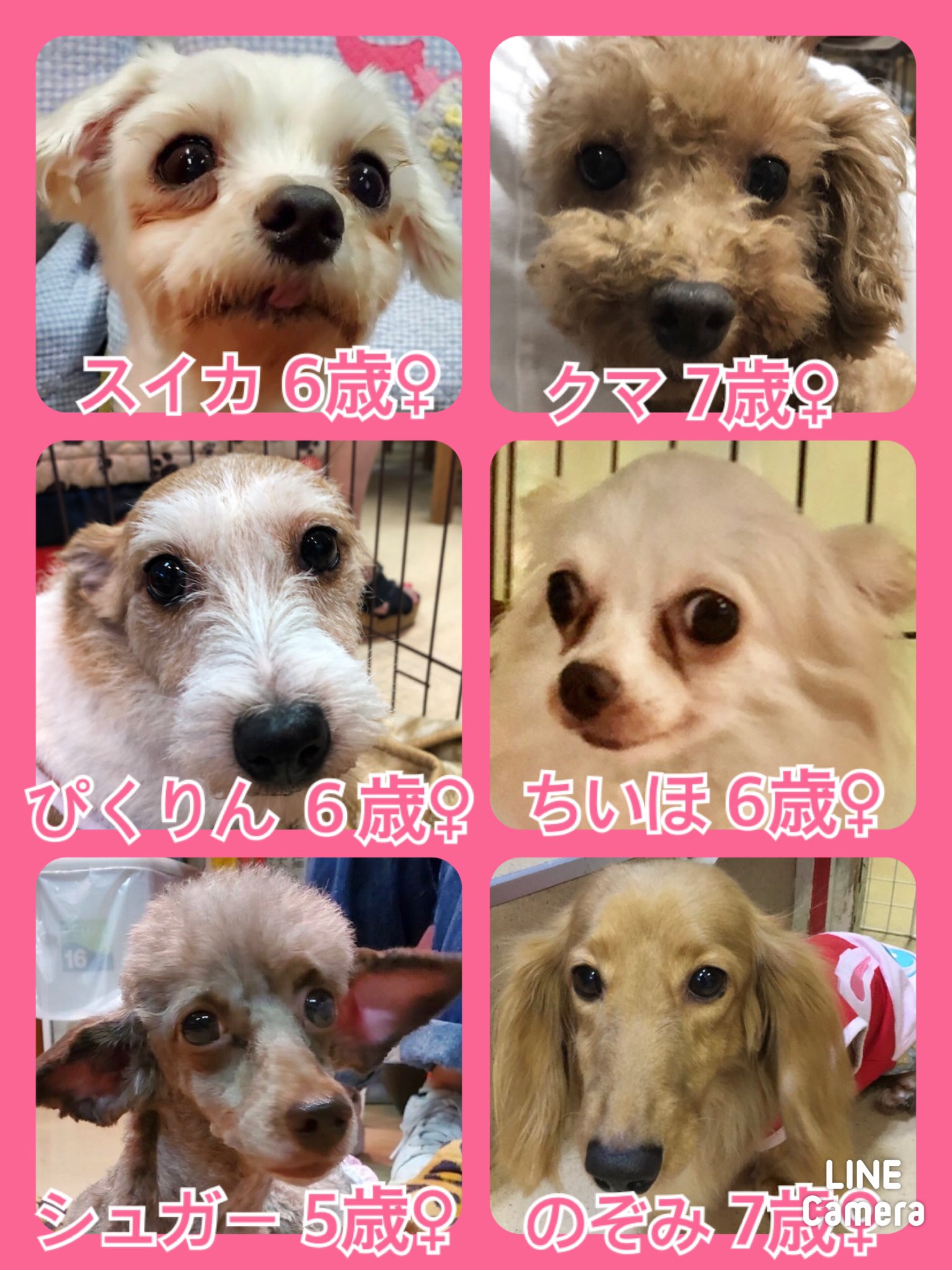 🐾今日の里親様募集中ワンコ🐶メンバーです🐾2020,9,22